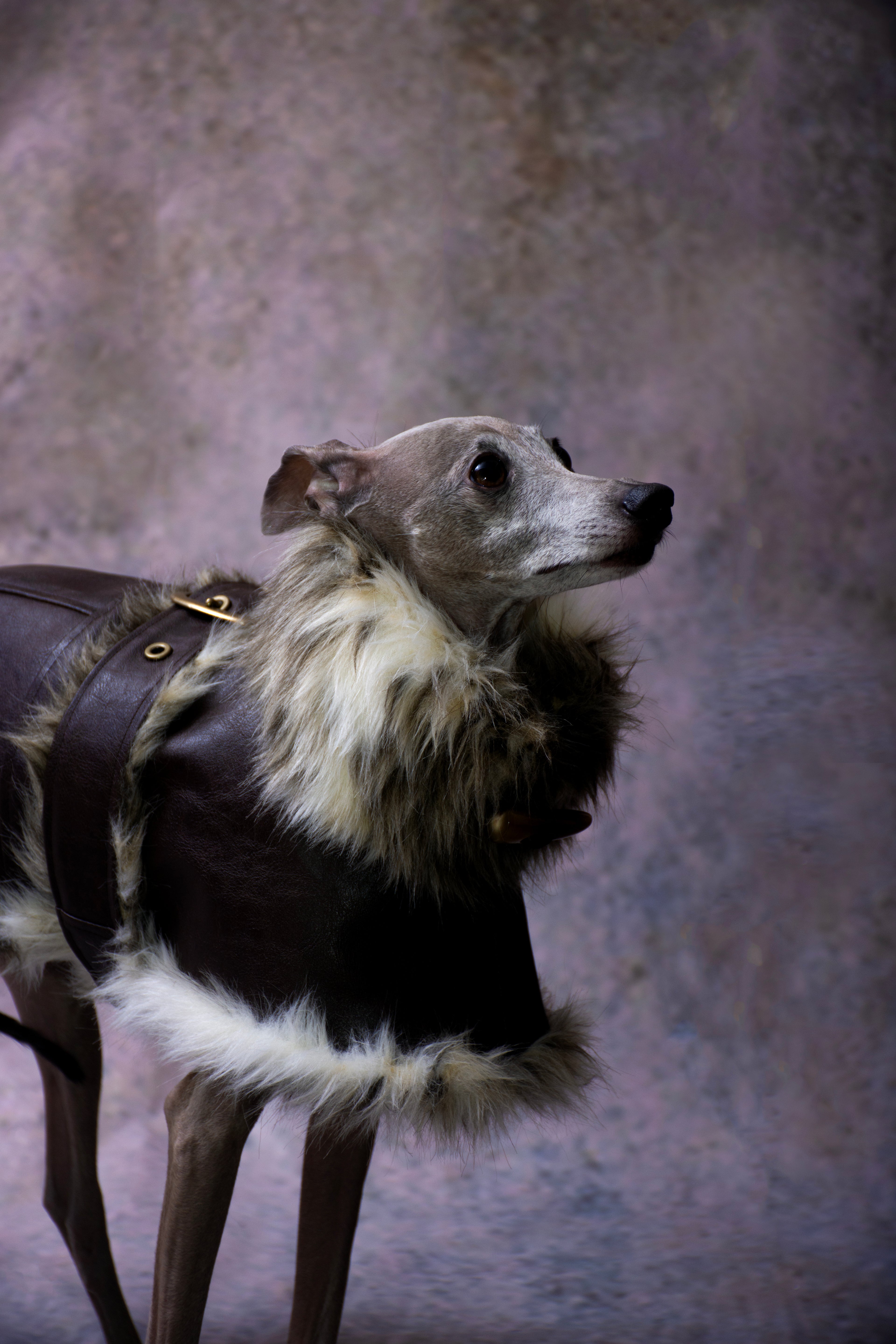 グレインレザーIGコート【CHOCO】