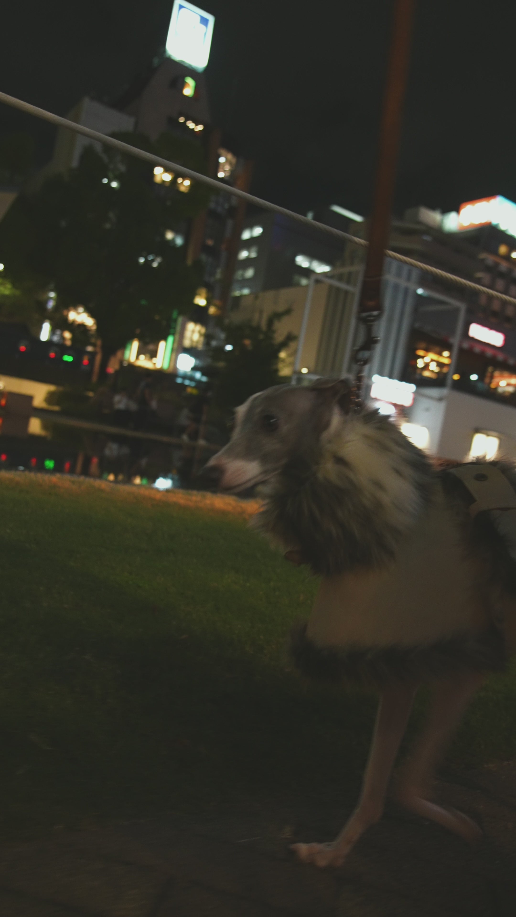 グレインレザーIGコート【SOY】