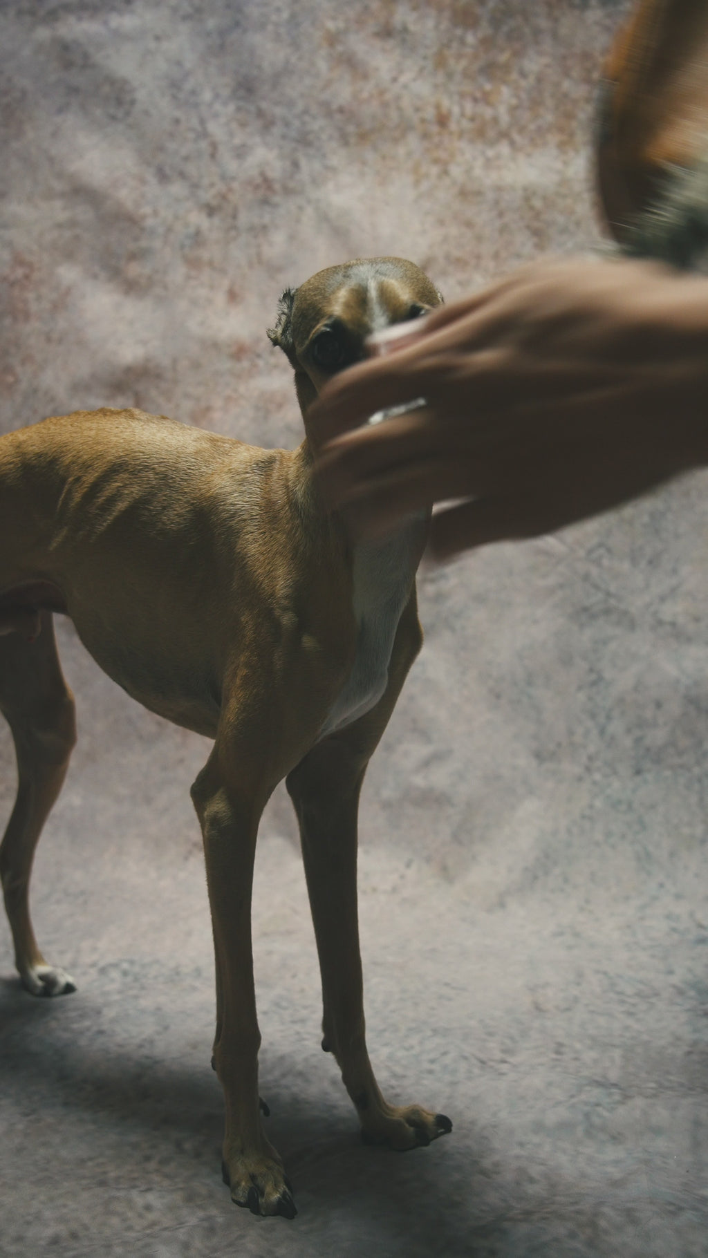 グレインレザーIGコート【MAPLE】