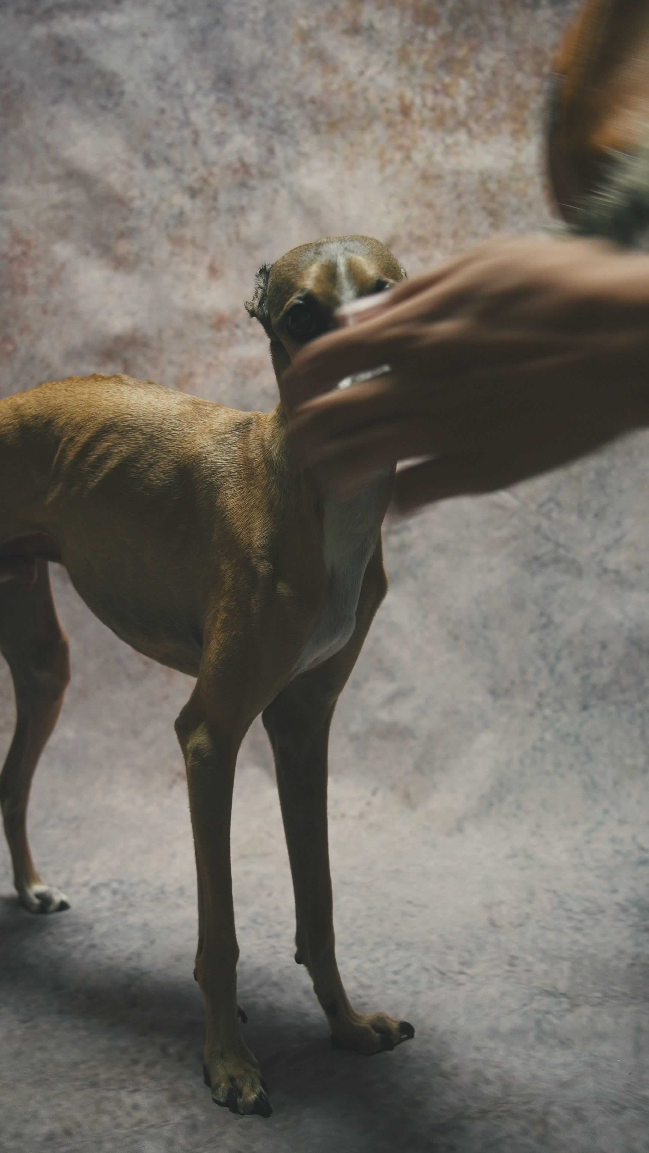 グレインレザーIGコート【MAPLE】